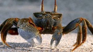 КРАБ ИНТЕРЕСНЫЕ ФАКТЫ