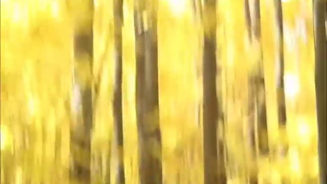 ЭТО ОСЕНЬ, ЭТО ОСЕНЬ ЗОЛОТАЯ смотреть онлайн