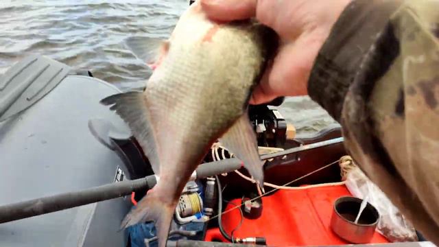 Ловля леща на Волге. Кольцо донки.