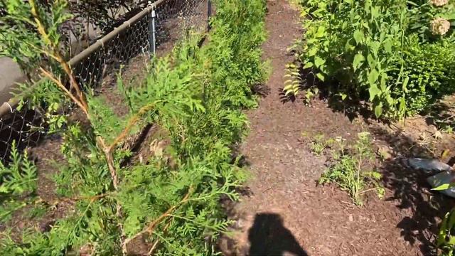 🌸 Garden Tour - Garden Updates 🌸 смотреть онлайн