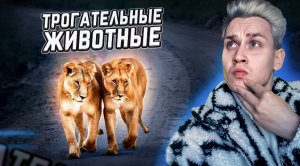 Самое необычное и трогательное поведение животных