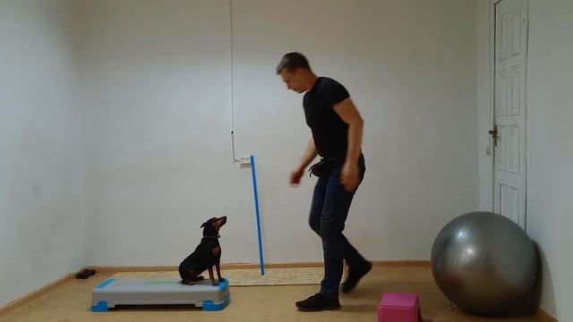 Цвергпинчер Дрессировка цвергпипчера Как дрессировать цвергпипчера Занятие с цвергпипчером