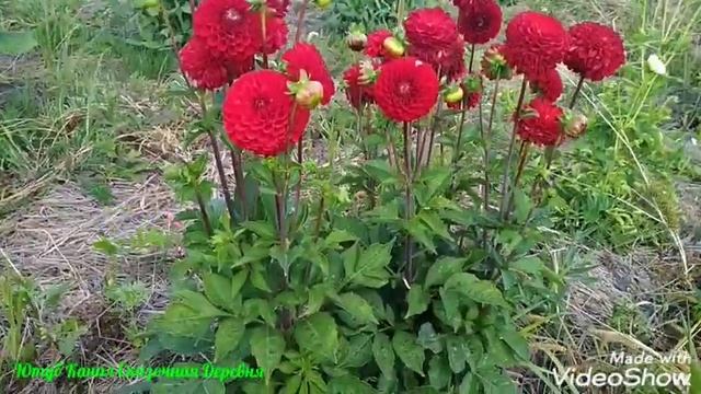 Георгина сорт Несцио / Dahlia Nescio смотреть онлайн