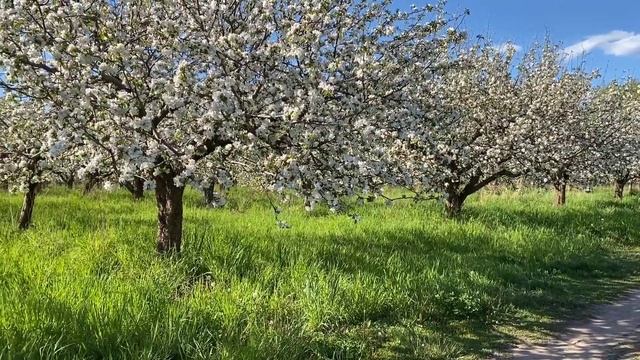 Стихотворение "Живу" смотреть онлайн