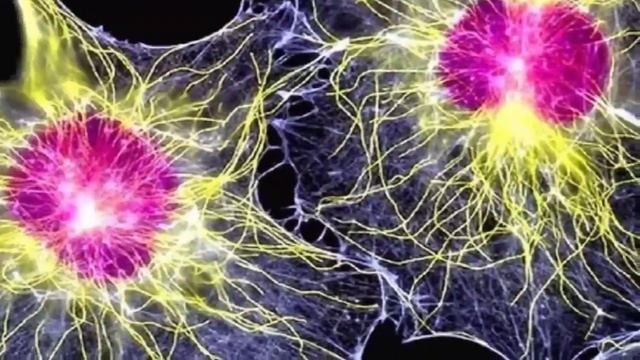 Откуда они будут брать клетки для своих пробирочных клонов. смотреть онлайн