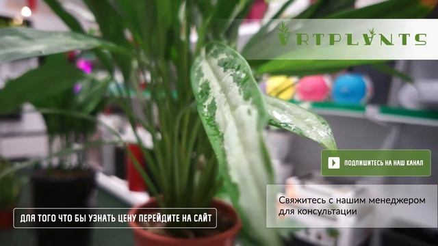 Шеффлера зеленая на опоре