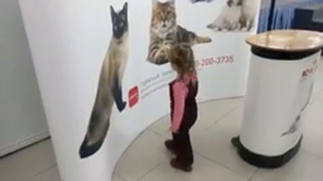 🐈 Выставка Кошек 😺 Породистые Котята 🐱 Смотрим Много Животных 😸 смотреть онлайн