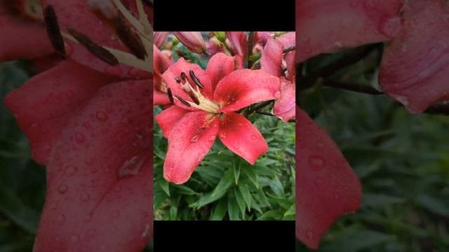 Цветы 3Dzoom