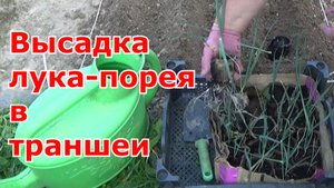 Как высаживать рассаду лука-порея в открытый грунт. Выращивание лука-порея в средней полосе.