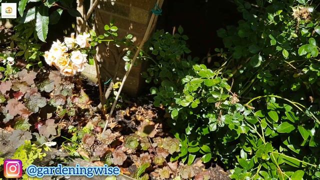 August Garden Tour | Summer garden harvest | Garden Work | Rainy summer season | Gardening Wise