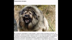 ТОП 10 самые злые собаки в мире