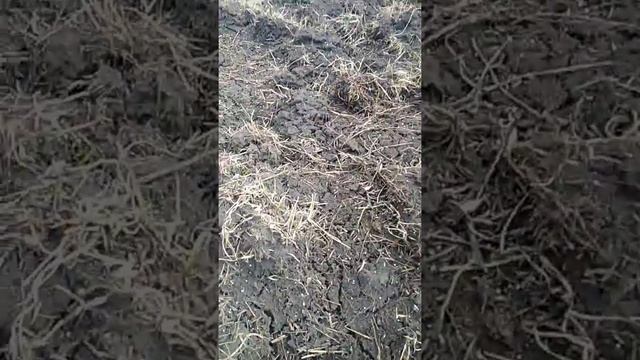 Сеем траву польским раскидывателем миниральных удобрений.