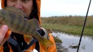 Ловля окуня на спиннинг ультралайт , микроджиг на реке