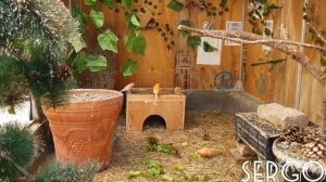 Вольерное содержание птицы!!!