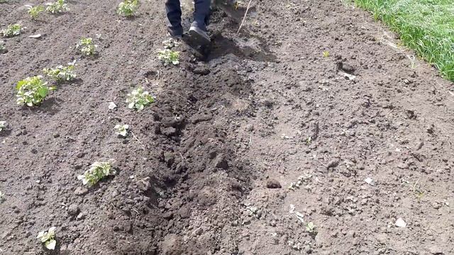 Рыхление междурядий картошки