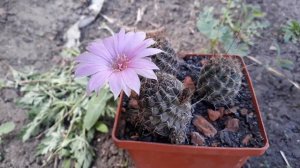 Кактус цветущий ночью и днём. Lobivia wrightiana R396.