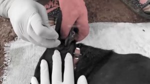 Save Poor Dog From Many Ticks, Removing Ticks From Poor Pet In Countryside #3, donjean
