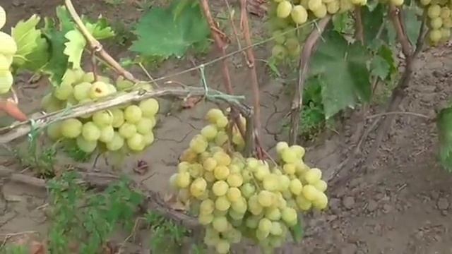 кишмиш АФРОДИТА смотреть онлайн