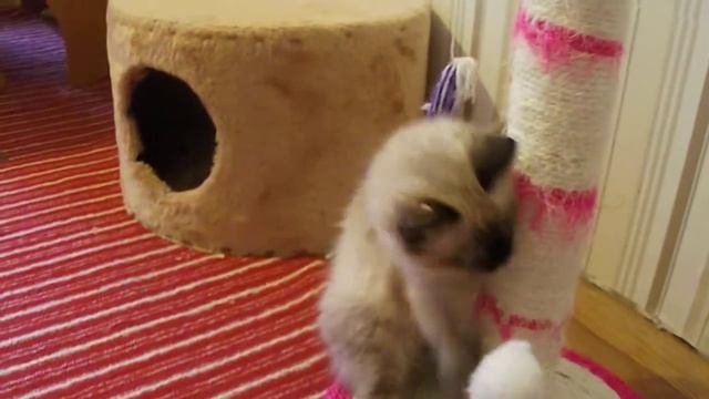 Котенок смотреть онлайн