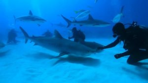 Учим Животных на английском Слон Корова Собака Лошадь Рыба Тигр Кошка Развивающие Мультики для Дете