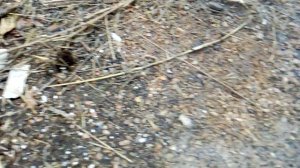 Паучья семья на прогулке