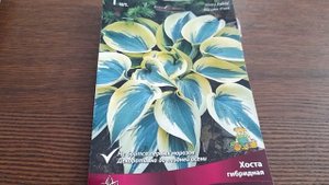 #hosta #дача #хосты #пакетсрозеткой / Читаем информацию о хосте на красивой этикетке  пакета
