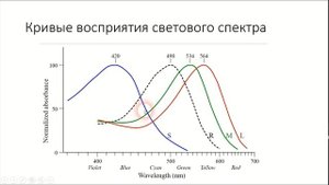 Восприятие цвета. 2 Анатомия глаза