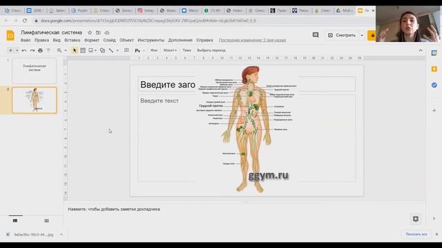Строение и функции лимфатической системы смотреть онлайн