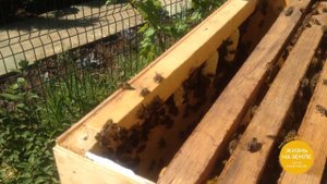 Заселение улья FLOW HIVE на пасеке в Аптекарском огороде