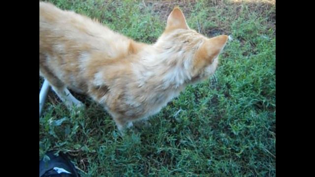 Как зарубить курицу // Разделка тушки птицы смотреть онлайн