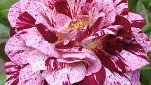 Purple Tiger Rose is a Charmer with Fragrance