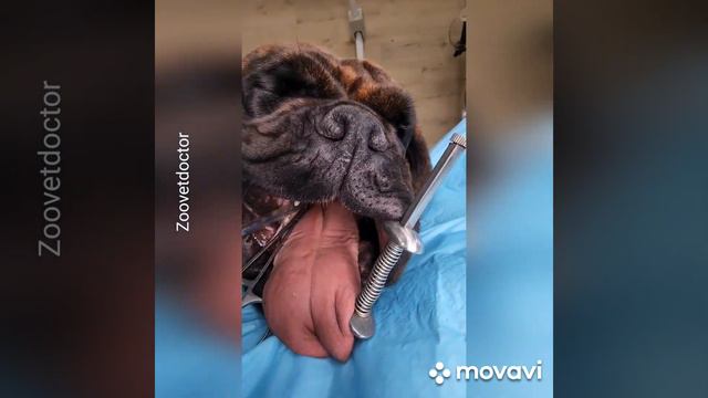 Брахеоцефалическмй синдром. История Эмы порода боксёр #УшаковДмитрий #Zoovetdoсtor смотреть онлайн