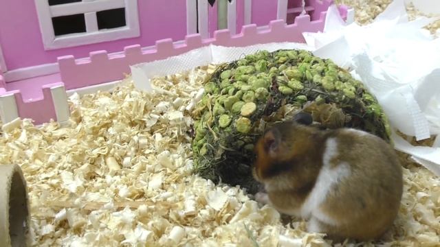 КОГДА БУДУТ ХОМЯЧАТА у Хомки? / КАК назвали НОВОГО ПИТОМЦА? / Переезд в НОВЫЙ ДОМ / Alisa Easy Pets смотреть онлайн