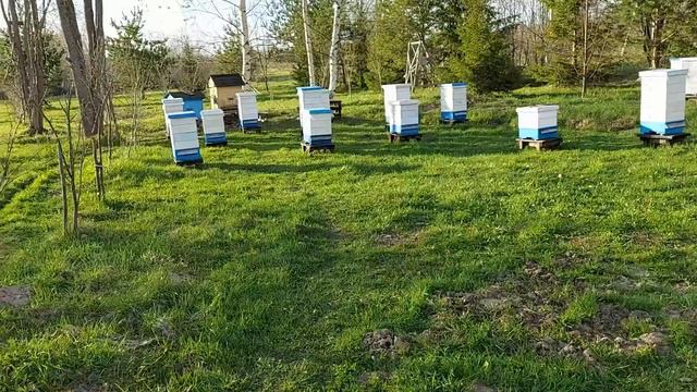 Пасека в мае 2022 года 1 часть смотреть онлайн