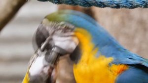 Birds of paradise. Райские птицы.