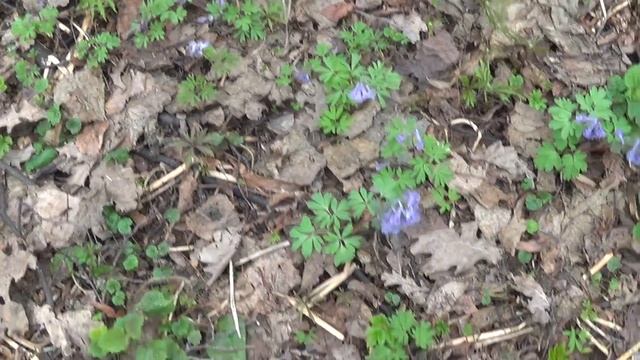 Хохлатка смотреть онлайн