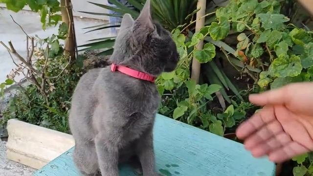 Русские породы кошек - всё о породах