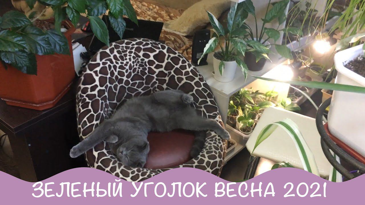Комнатные цветы. Весна 2021. Мой зеленый уголок. 5 часть