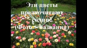 Правильно подбираем цветы для клумбы