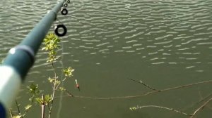 Ловля карася на хлеб.