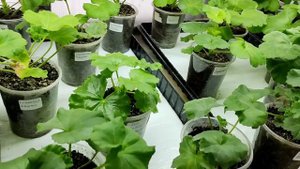 Нюансы использования капиллярных матов.