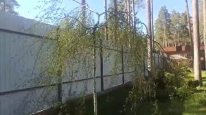 Плакучие формы деревьев как привлекательный и выигрышный вариант!