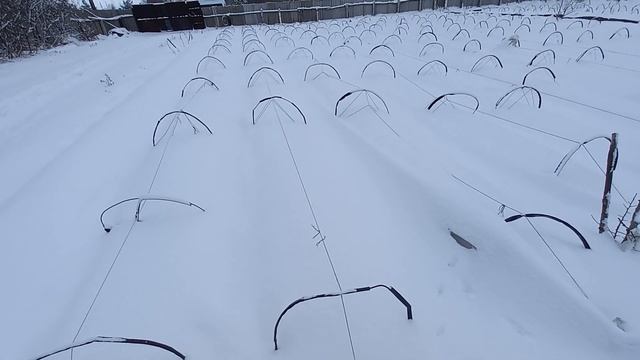 ВЫМЕРЗЛА КЛУБНИКА ЗИМОЙ? КАКОЙ МОРОЗ ВЫДЕРЖИВАЕТ КЛУБНИКА? смотреть онлайн