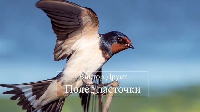 Полёт ласточки - Виктор Друст смотреть онлайн