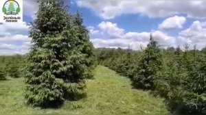 Питомник ели Зеленые Линии