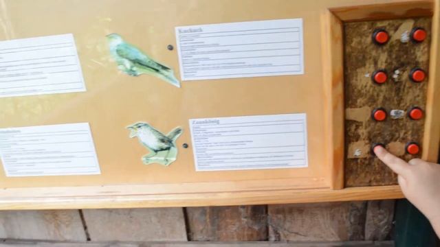 3. Как поют разные птицы. Марта зоопарк Штральзунд Германия