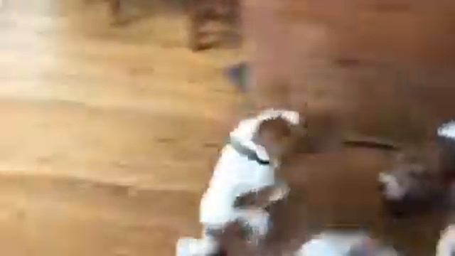 How Puppy Petunia Keeps Bella Young