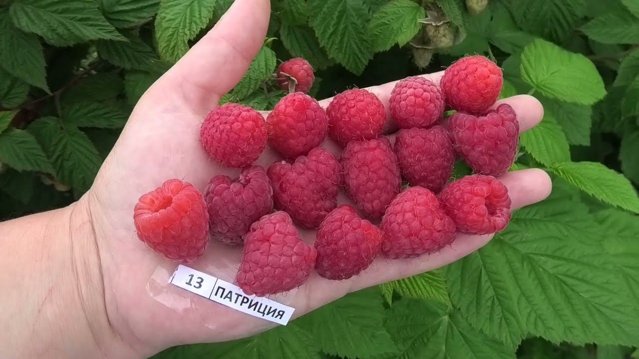 ПАТРИЦИЯ раннеспелый сорт ималины смотреть онлайн