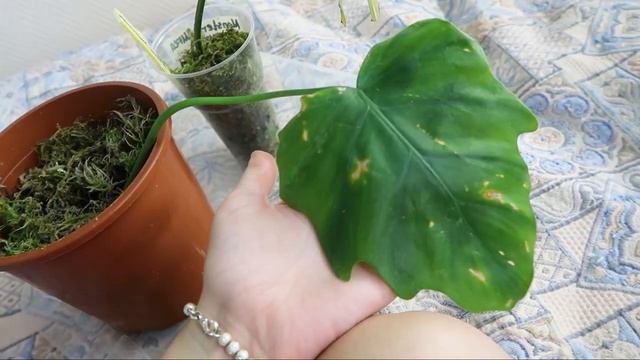 Цветочные истории/ Комнатные растения в октябре 2021/ Актара творит чудеса смотреть онлайн