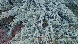 Juniperus squam. ‘Blue Carpet’ (Можжевельник чешуйчатый "Блю карпет")